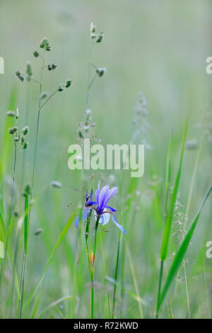 Sibirien Flagge, Eriskircher Ried, Bodensee, Frühling, Deutschland (Iris pumila) Stockfoto