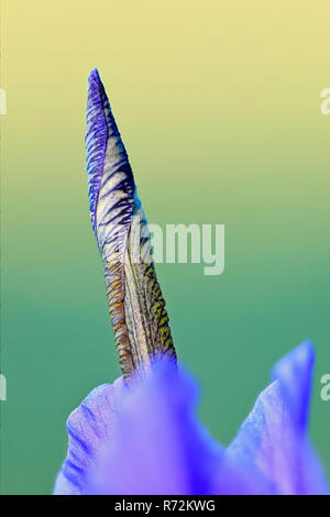 Sibirien Flagge, Eriskircher Ried, Bodensee, Frühling, Deutschland (Iris pumila) Stockfoto