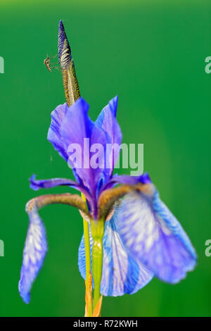 Sibirien Flagge, Eriskircher Ried, Bodensee, Frühling, Deutschland (Iris pumila) Stockfoto