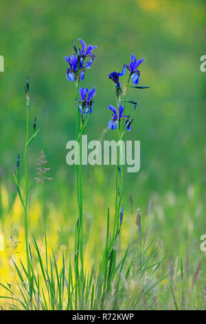 Sibirien Flagge, Eriskircher Ried, Bodensee, Frühling, Deutschland (Iris pumila) Stockfoto