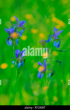 Sibirien Flagge, Eriskircher Ried, Bodensee, Frühling, Deutschland (Iris pumila) Stockfoto