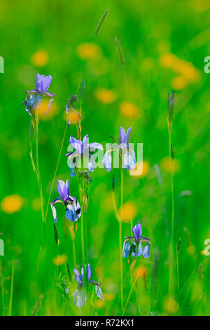 Sibirien Flagge, Eriskircher Ried, Bodensee, Frühling, Deutschland (Iris pumila) Stockfoto