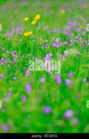 Globus - Blume, irndorfer Hardt, Deutschland, (Trollius europaeus) Stockfoto