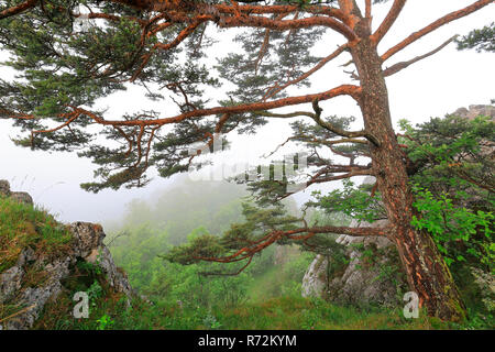 Pinien, Stiegelesfelsen, Deutschland (Pinaceae Pinus) Stockfoto