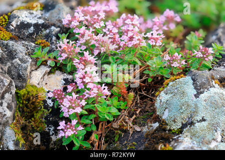 Breitblättriger Thymian, Stiegelesfelsen, Deutschland (Thymus pulegioides) Stockfoto