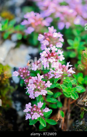 Breitblättriger Thymian, Stiegelesfelsen, Deutschland (Thymus pulegioides) Stockfoto