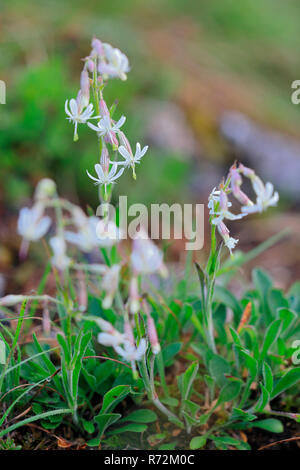 Nottingham, Stiegelesfelsen catchfly, Deutschland (Silene nutans) Stockfoto