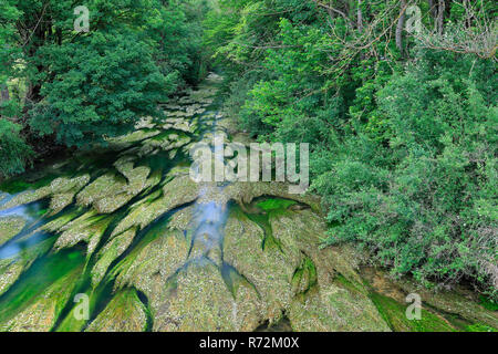 Wasser Hahnenfuß, Lauchert, Tal der Lauchert, Deutschland, (Ranunculus fluitans) Stockfoto