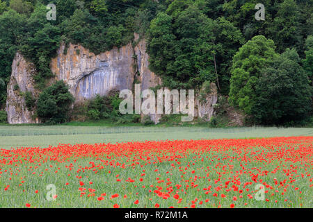 Gemeinsame Mohn, Tal der Lauchert, Deutschland (Papaveraceae, Papaver rhoeas) Stockfoto