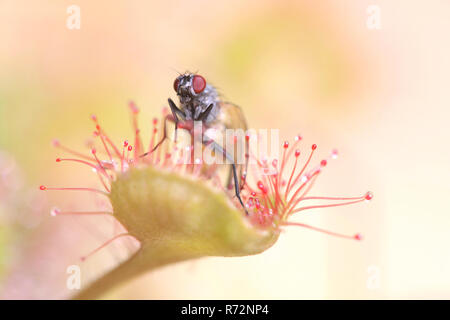 Sonnentau (Drosera rotundifolia) Ernährung auf einer Fliege (Thricops semicinereus) Stockfoto