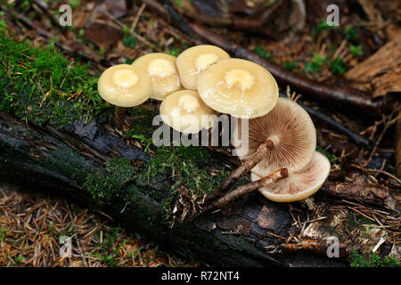 Kuehneromyces mutabilis (synonym: Pholiota mutabilis), allgemein bekannt als die ummantelten woodtuft Stockfoto