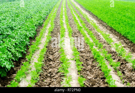 Pflanzliche Reihen im Feld, die Landschaft von Landwirtschaft, grüne Kartoffeln und Möhren Wachsen im Boden, Landwirtschaft, Agroindustrie, frisches Gemüse, Getreide Stockfoto