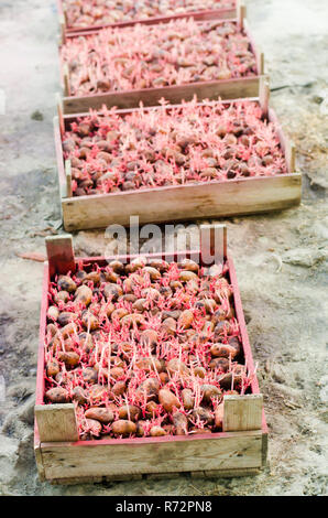 Pflanzkartoffeln mit Keimen nach der Verarbeitung aus der Coloradokäfer. Vorbereitung für die Anpflanzung von Kartoffeln. saisonale Arbeit im Feld, Gemüse, Landw Stockfoto