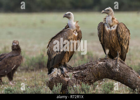 Gänsegeier, Spanien, (Tylose in fulvus) Stockfoto