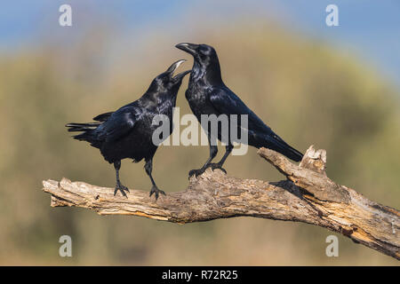 Raven, Spanien, (Corvus Corax) Stockfoto