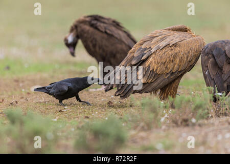 Griffon vultue und Raven, Spanien, (Tylose in fulvus und Corvus Corax) Stockfoto