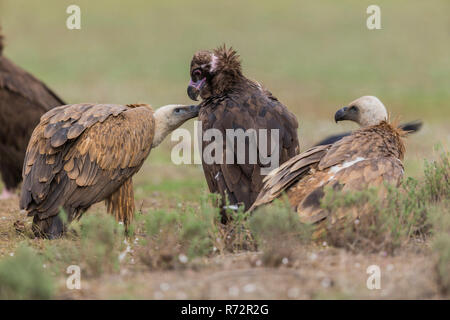 Griffon Cinerous vultue und Geier, Spanien, (Tylose in fulvus und Aegypius monachus) Stockfoto