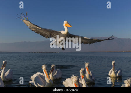 Krauskopfpelikan, See Kerkini, Griechenland, (Pelecanus crispus) Stockfoto