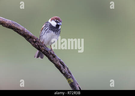 Spanisch Spatz, Spanien, (Passer hispaniolensis) Stockfoto