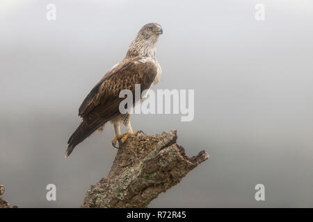 Bonelli von Eagle, Spanien, (Aquila Fasciata) Stockfoto