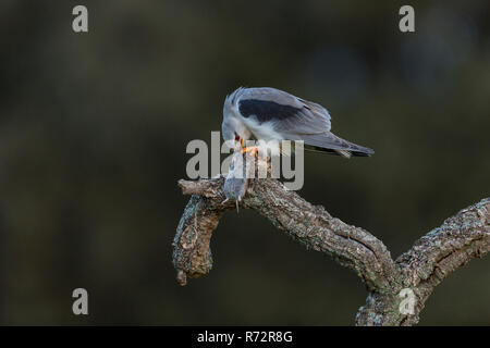 Schwarz abgesetzten Kite, Spanien, (Elanus caeruleus) Stockfoto