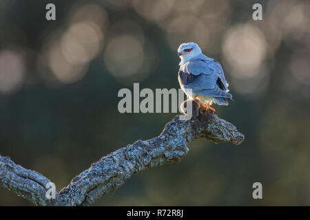 Schwarz abgesetzten Kite, Spanien, (Elanus caeruleus) Stockfoto