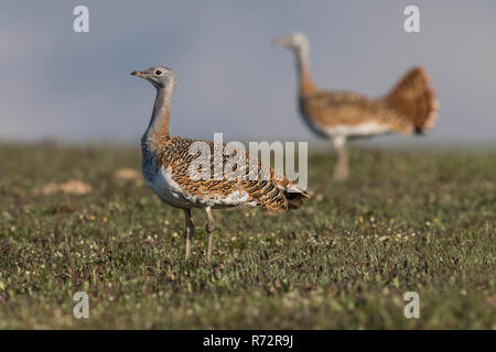 Großtrappe f, Spanien, (Otis tarda) Stockfoto