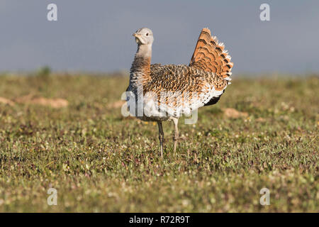 Großtrappe f, Spanien, (Otis tarda) Stockfoto