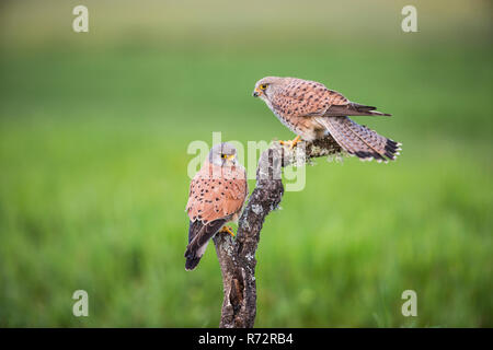 Kestrel m, Spanien, (Falco tinnunculus) Stockfoto