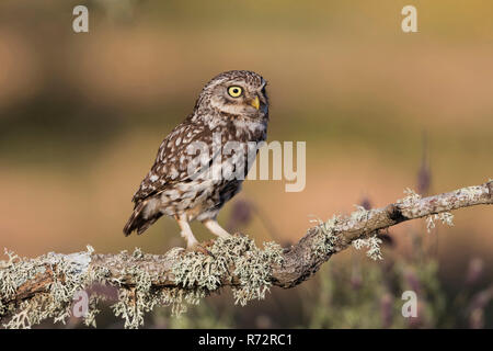 Kleine Eule, Spanien, (Athene noctua) Stockfoto