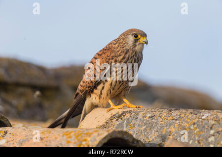 Rötelfalkens, Spanien, (Falco naumanni) Stockfoto