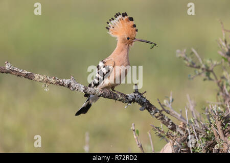 Wiedehopf (Upupa epops, Spanien) Stockfoto