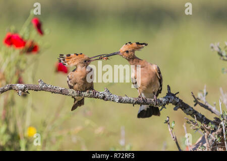 Wiedehopf (Upupa epops, Spanien) Stockfoto