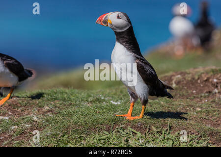 Papageitaucher, GB, Inneren Hebriden, Lunge, (Fratercula arctica) Stockfoto