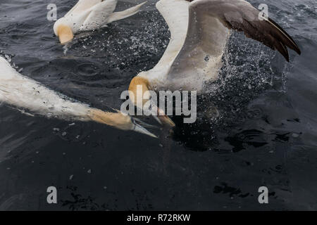 Basstölpel Fütterung, Shetlandinseln, Noss Head, (Morus bassanus) Stockfoto