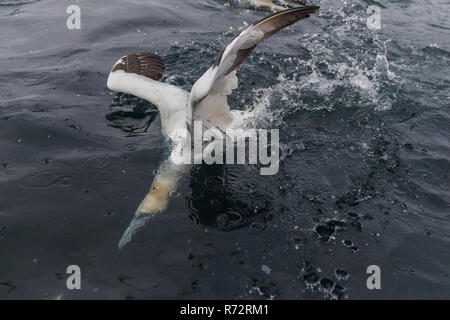 Basstölpel Fütterung, Shetlandinseln, Noss Head, (Morus bassanus) Stockfoto