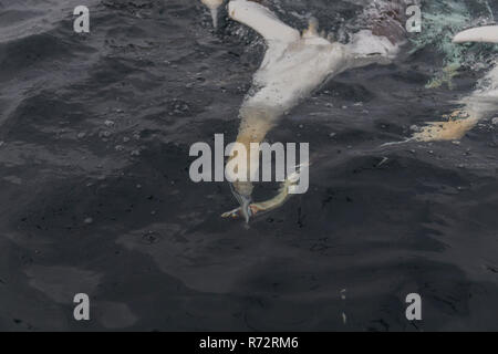 Basstölpel Fütterung, Shetlandinseln, Noss Head, (Morus bassanus) Stockfoto