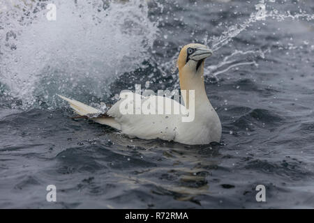 Basstölpel Fütterung, Shetlandinseln, Noss Head, (Morus bassanus) Stockfoto