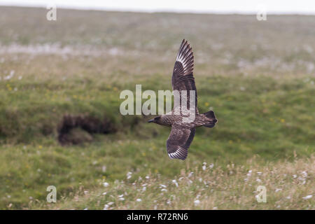 Papageitaucher, GB, Shetlandinseln, Unst, (Eulen skua) Stockfoto