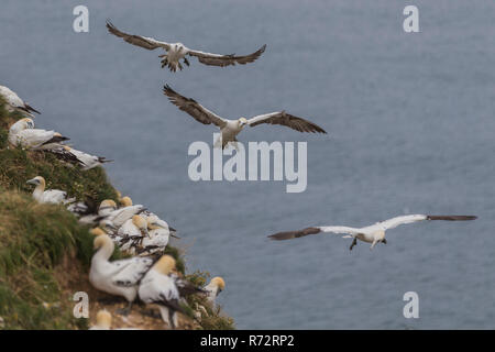 Flying Basstölpel, England, Bempton Cliffs, (Morus bassanus) Stockfoto