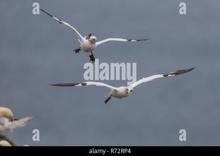 Flying Basstölpel, England, Bempton Cliffs, (Morus bassanus) Stockfoto