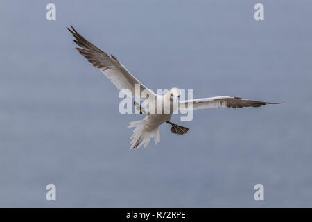 Flying Basstölpel, England, Bempton Cliffs, (Morus bassanus) Stockfoto