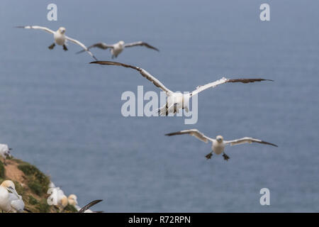 Flying Basstölpel, England, Bempton Cliffs, (Morus bassanus) Stockfoto