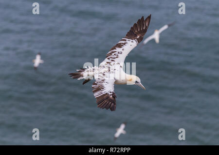 Flying Basstölpel, England, Bempton Cliffs, (Morus bassanus) Stockfoto