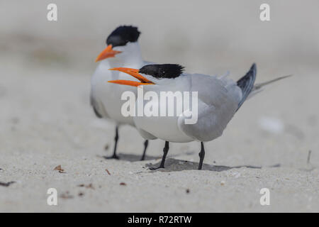 Royal tern, USA, Florida, (Sterna maxima) Stockfoto