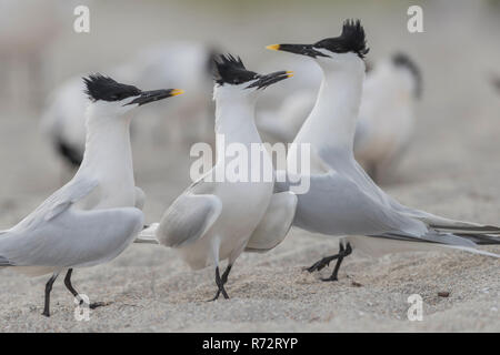 Brandseeschwalbe, USA, Florida, (Thalasseus sandvicensis) Stockfoto