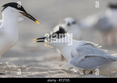 Brandseeschwalbe, USA, Florida, (Thalasseus sandvicensis) Stockfoto