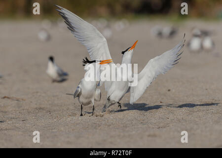 Royal tern, USA, Florida, (Sterna maxima) Stockfoto