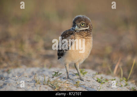 Grabende Eule juv, Florida, (Athene cunicularia) Stockfoto