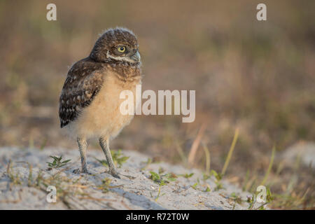 Grabende Eule juv, Florida, (Athene cunicularia) Stockfoto